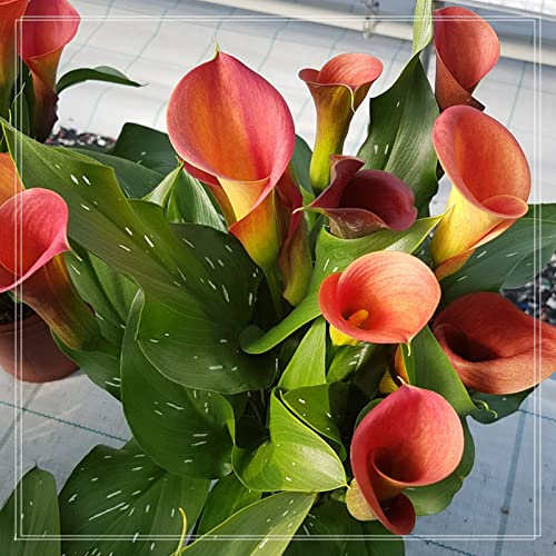 I Calle Sono Adatti Per La Coltivazione, Dei Giardinieri Alle Prime Armi Calle Sembra Nobile Ed Elegante, Bulbi Di Calle, Calle Ha Un Odore Forte E Dolce Giglio,-6bulbs-E