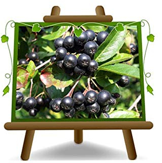 EURO PLANTS VIVAI Aronia Mélanocarpe Noire Arbres fruitiers Hauteur: 170 cm Âge: 4 années Pot: 26 cm