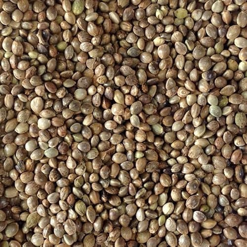Rex Products,INC Hemp Seed (Sterilized) for Birds (4 LB)