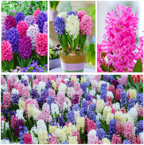 Bulbes Jacinthe Spring Dream - 15 Bulbes de Fleurs à Planter Exterieur - 3 Couleurs Plantes Vivaces Exterieur - Parfumées - Rustique - Naturelle Plantes de Hollande (pas de graines)