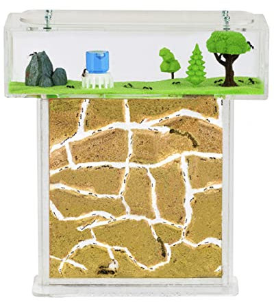 AntHouse - Fourmilière Naturelle en Sable | Kit T Acrylique 15x15x1,5 cm | Fourmis Incluses