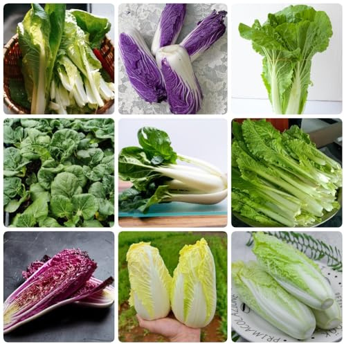 semillas de Pak Choi, semillas para camas elevadas Semillas de col china orgánicas, de jardín de rocas resistentes verdes exóticas 450pcs