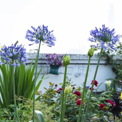 semillas de agapanto, primavera, resistentes para el jardín lirio africano Decoración silvestres para exteriores. 350pcs