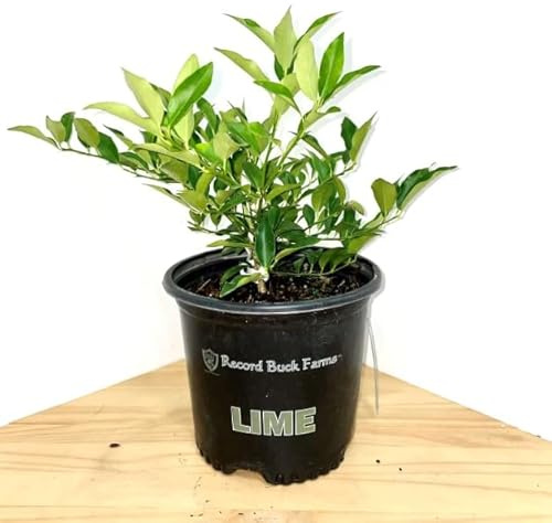 Árbol de Lima Orgánico Frescura Natural en tu Hogar
