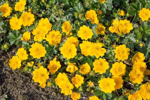 Potentilla aurea 'Goldklumpen' 9x9 cm Topf – Winterhart, Mehrjährig, Pflegeleicht – Gold-Fingerkraut – Bodendecker für Steingarten & Beet
