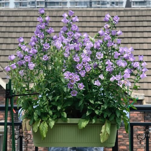 Semi di campanula-Campanula media,semi di perenni resistenti giardino to,per luoghi soleggiati resistenti per il giardino 500pcs