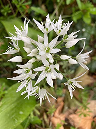 3 Allium ursinum (Wild Garlic) Bulbs Ready to Plant in Your Garden (Free UK Postage)