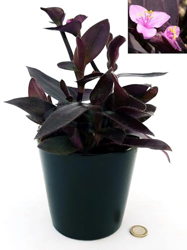 POWERS TO FLOWERS - TRADESCANTIA SETCREASEA PALLIDA, TRADESCANTIA DA ESTERNO RIFIORENTE, VASO 12CM