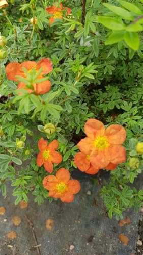 Potentilla fruticosa 'Red joker' / Potentille rouge orangé/Conteneur de 3 à 4 litres