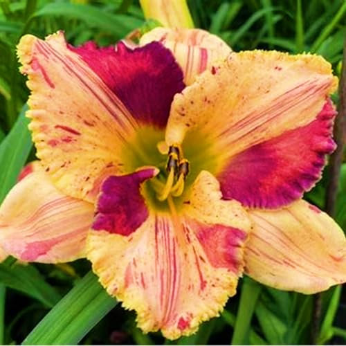 【BNSOIDE】 Daylily Bulbs for Planting perennia-Daylily Plants-Strong Plants That Grow Well-Mix Golden Jade Carving Feels Perfect-8 Bulbs-M