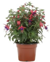 Fucsia Natural Viva para Terraza con Floración Continua y Gran Valor Ornamental – DECOALIVE