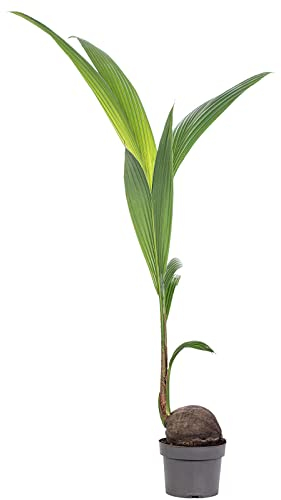 Palma da cocco, facile da pulire, Cocos nucifera, altezza ca. 100 cm, diametro vaso 19 cm