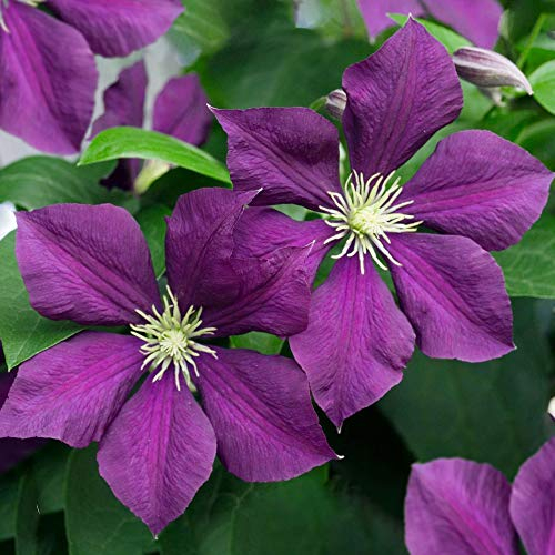 GardenersDream Clematis Warszawska Nike - Dunkelviolette Kletterpflanzen Winterhart - Clematis Winterhart Mehrjährig Pflanze - Stauden Mehrjährig