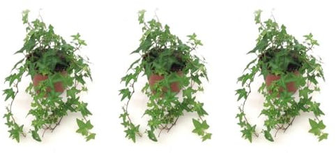 Pack de 3 plantas naturales Hedera Mix, 20-30 cm. Hiedra rastrera. Planta trepadora de hojas verdes decorativa, resistente y fácil de cultivar. Segura Garden.