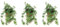 Pack de 3 plantas naturales Hedera Mix, 20-30 cm. Hiedra rastrera. Planta trepadora de hojas verdes decorativa, resistente y fácil de cultivar. Segura Garden.