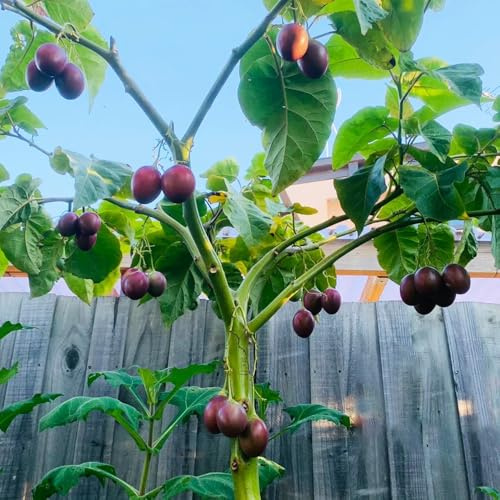 pomodoro tamarillo - balcone ornamentali 100semi