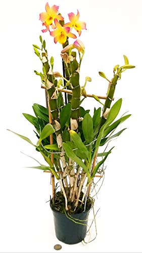 POWERS TO FLOWERS - DENDROBIUM ORIENTAL SMILE, pianta vera