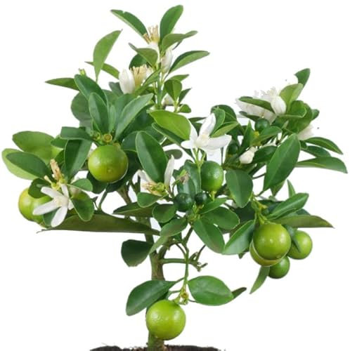 Árbol Frutal de Naranjo Chino Mini o Calamondín Natural