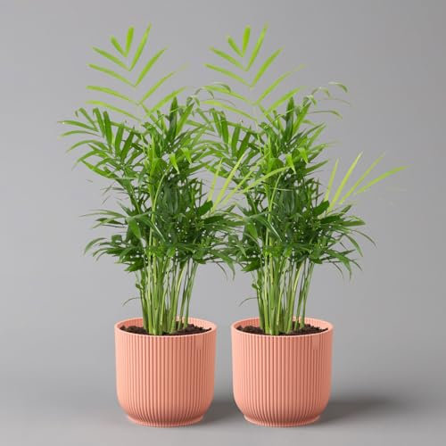 Bergpalme mit Übertopf Vibes rosa, Topf-Ø 12 cm, Höhe ca. 30 cm, 2er-Set