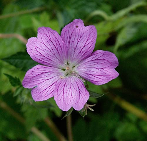 Stauden Gänge 3 x Geranium endressii (Winterhart/Stauden/Staude/Bodendecker/Mehrjährig) Pyrenäen Storchschnabel - Unermüdlich blühend und einfach bezaubernd - sehr Bienenfreundlich