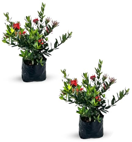 LEAL PLANTS ECUADOR Ixora Taiwanese Red Dwarf (Pack of 2), Evergreen Indoor Plant | Low-Maintenance Natural Décor for Home & Garden | Live Tropical Plant | Flower Plants | Rare Plants Live
