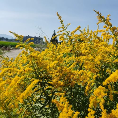 GoldruteSamen - kräuterpflanzen alte sorten Solidago virgaurea - blumensamen bio nachhaltige produkte exotische kräuterbeet balkon kräutergarten heilkräuter 200pcs