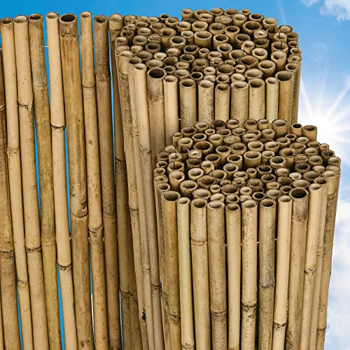 Sol Royal Canisse Bambou SolVision B38 140x250 cm – FSC® Brise Vue Balcon, Jardin, terrasse – Brise Vent - Pare Soleil Naturel, Robuste & Facile à Monter