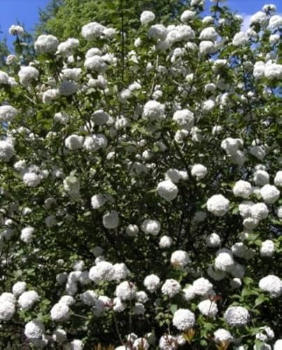 Großblumiger Duft-Schneeball - Viburnum x carlcephalum - stark duftend - 40-60cm
