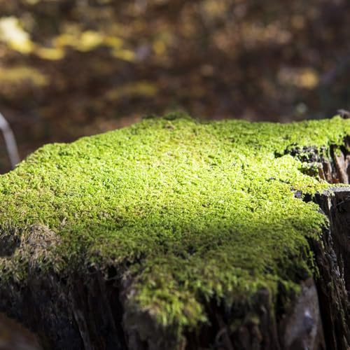 Moos - heilkräuter kräutersamen bodendecker kräutergarten geschenk immergrüne winterhart garten seltene nachhaltige produkte 50Samen