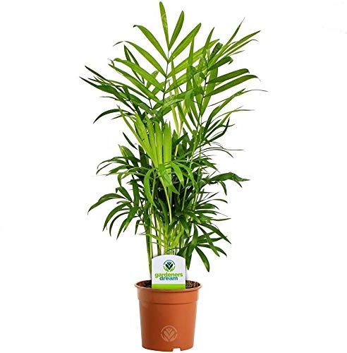Chamaedorea Elegans -Premium Indoor Plant for Living Room, Bedroom, or Workspace - Exotic Air-Purifying Large Houseplant, Thrives in Low Light, Easy Care, Real Tall Plant with 13cm Pot, 35-50cm Tall