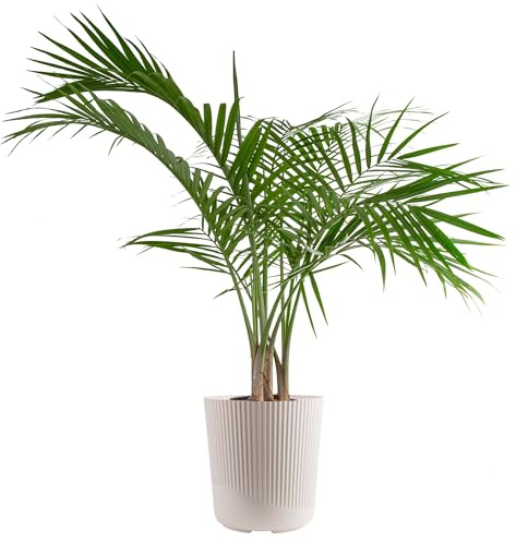 Costa Farms Majesty Palm Live Plant in Decorative Pot, Indoor Houseplant, Perfect for Home, Room, or Office Decor, Great House Warming or Birthday Gift, 3-4 Feet Tall