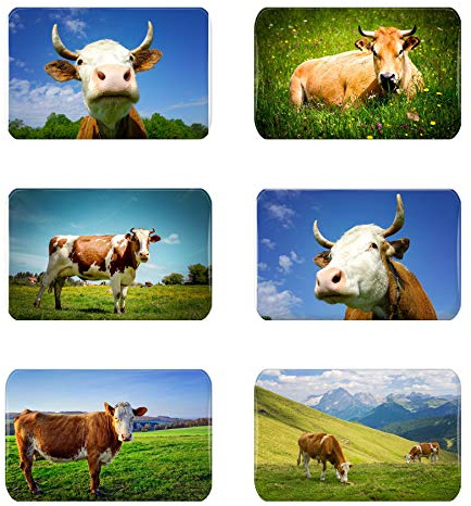 Merchandise for Fans Kuh/Kühe - 6 rechteckige Kühlschrankmagnete 7X 4,5 cm - 01 für Memoboard Pinnwand Magnettafel Whiteboard