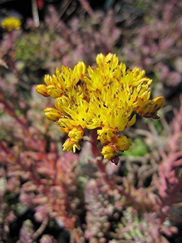 Felsen-Fetthenne - Tripmadam - Sedum reflexum bot. Art Verpackungseinheit 3