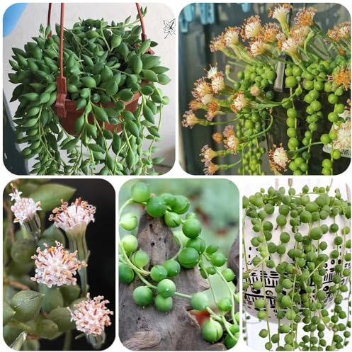 Semi di pisello, Senecio rowleyanus, da giardino semi di resistenti pendenti d'appartamento verdi pendenti 150pcs