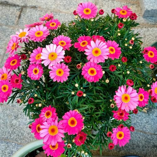 Semi di margherita perenni, Argyranthemum frutescens, semi di tappezzante resistenti da giardino 120pcs