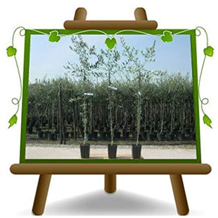 Olivier Olivo Olivo Grignan - Planta Frutal Árbol max 160-3 Años cultivo Italia ven