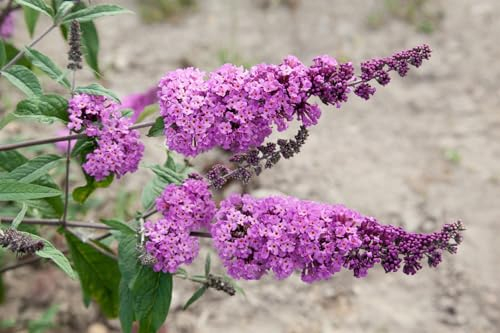 Buddleja davidii 'Border Beauty' 15-20 cm – Winterhart, Mehrjährig, Pflegeleicht – Schmetterlingsflieder – Blütenstrauch für Garten & Beet