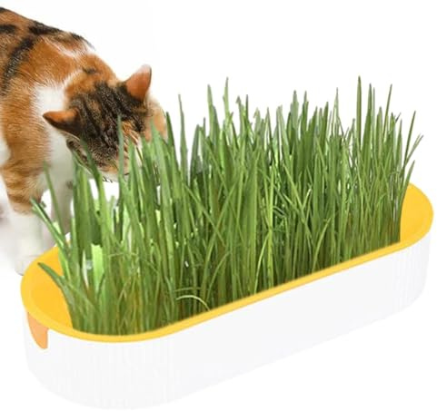 Katzengras – PP 21x9,2x4,5cm | Katzensnack | Grassamen | Indoor-Anzuchtset Für Katzen, Natürliche Verdauungshilfe, Haustierernährung, Heimtierpflege Und Tägliche Verwendung Für Die Katzengesundheit