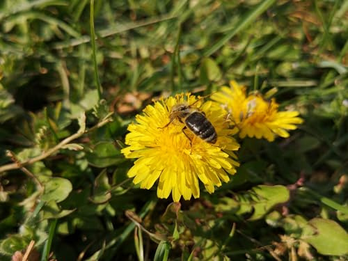 deutsche Löwenzahn Samen (lat. Taraxacum Ruderalia) Saatgut Löwenzahnsamen mehrjährig & winterhart, Futterpflanze Kaninchen, Hase, Meerschweinchen, Löwenzahnblüten Bienenweide
