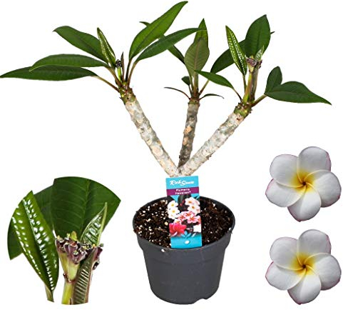 Plant in a Box - Plumeria Frangipani weiß - Hawaii - Tropische Zimmerpflanze - Stark duftende Blüten - Topf 17cm - Höhe 55-70cm