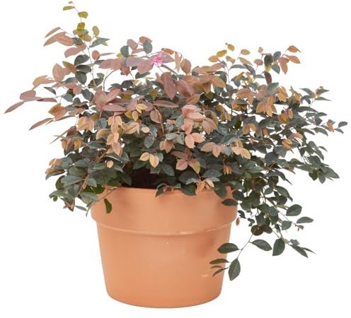 Verdecora Loropetalum en Maceta de 3L | Loropetalum chinense | Arbusto de Exterior con Hojas Púrpura y Flores Rosadas | Ideal para Jardines, Bordes y Macetas