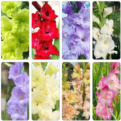 gladiolen winterharte kübelpflanzen blumendeko blumenwiese dekopflanzen steingartenpflanzen kräutergarten hochbeet balkon bonsai pflanztöpfe deko büro pflanzenkübel garten 5zwiebeln