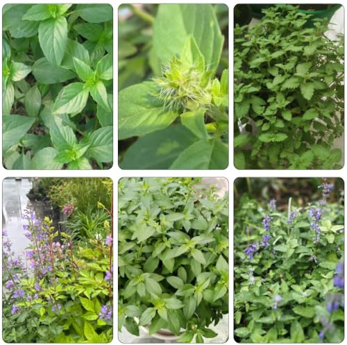 katzenminze pflanzensamen kräutersamen gartenpflanzen bonsai gartenkräuter heilkräuter grünpflanzen herbstblumen winterhart winterharte kübelpflanzen kräutergarten frühlingsblumen 20samen