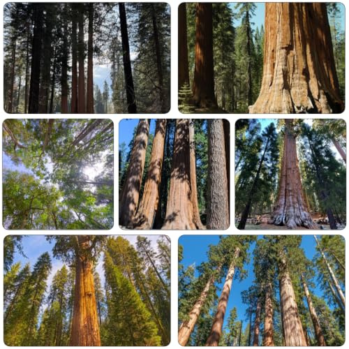Semi di sequoia gigante - resistenti, decorazioni giardinoà 180pcs