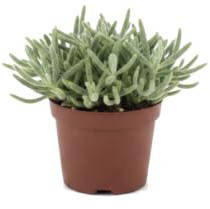 Rhipsalis Baccifera Horrida Cactus Colgante de DECOALIVE | Cactus Natural Decorativo | Maceta 12 cm Diámetro | Altura 15 cm