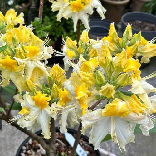 semillas resistentes de azalea - orgánicas balcón primavera jardín interior 150pcs