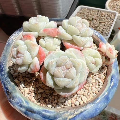 semillas de sedum, perenne resistente que cubre el suelo de sedum, resistentes, orgánicas mezcla 500pcs