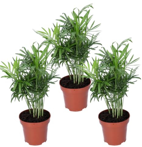 Bergpalme | 3er-Set | Chamaedorea elegans | ca. 40-45 cm | ø 12-15cm Topf | Pflegeleichte Zimmerpflanzen für Wohnung und Büro | Qualität vom Pflanzen Profi | Ideale Raumbegrünung