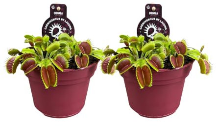 Dionaea Muscipula - Trappola di Venere - Pianta carnivora | 2 pezzi - 12cm - Ø12cm - Pianta d'appartamento - Sempreverde - Multideal