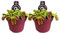 Dionaea Muscipula - Piège à mouches de Vénus - Plante carnivore | 2 pièces - 12cm - Ø12cm - Plante d'intérieur - Vert persistant - Multideal